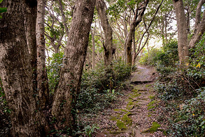 Forest trail near accommodation