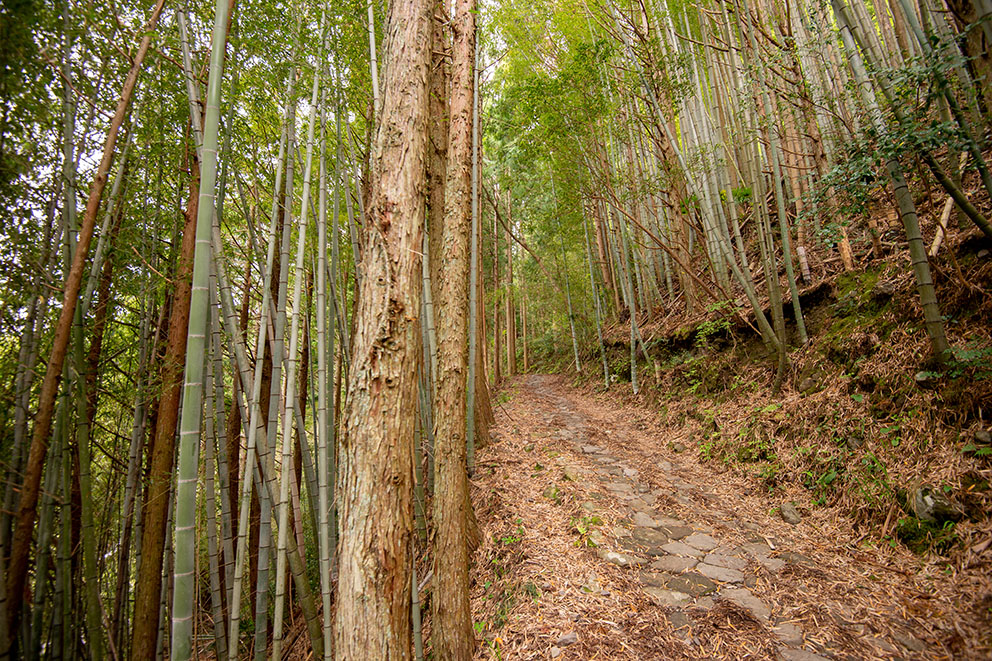 Kumano Kodo trail near lodging
