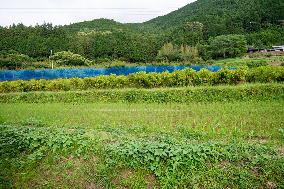 Surrounding rice paddies