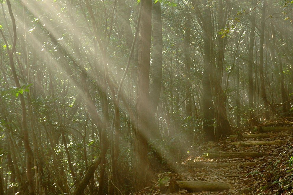 Kumano Kodo Kohechi