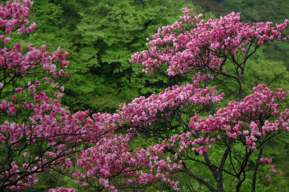 Mountain flowers