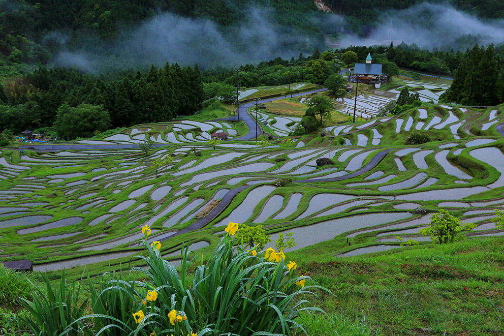 Maruyama Senmaida rice paddy fields