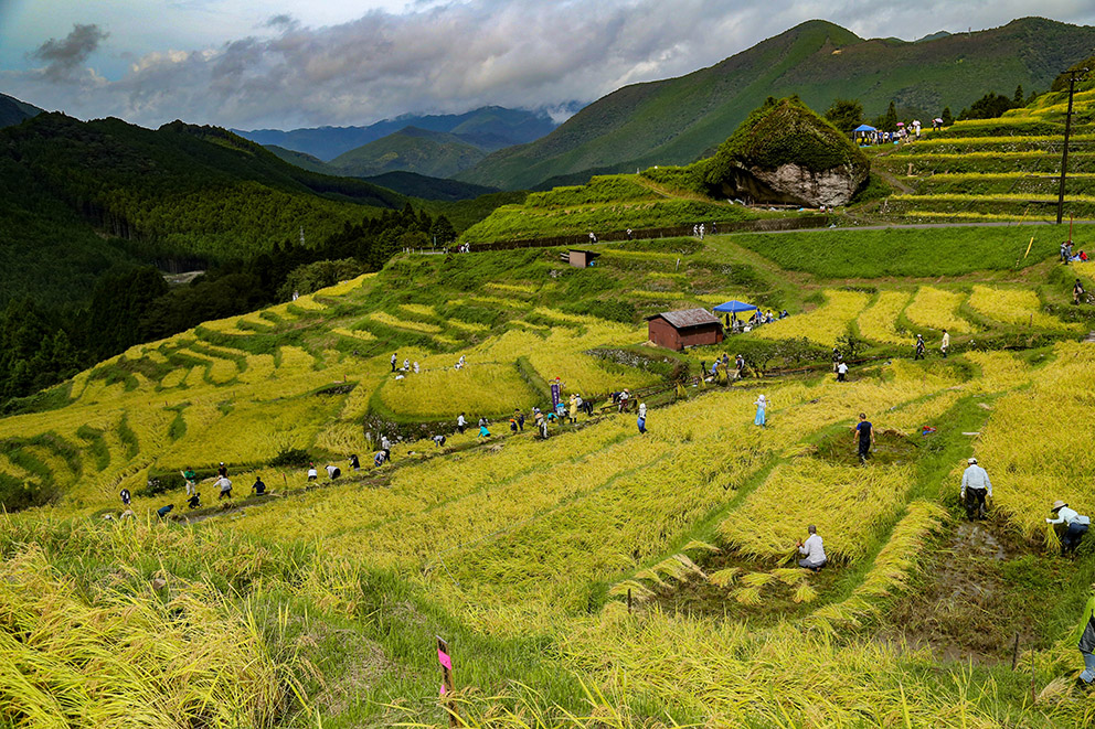 Rice harvesting at Maryuyama Senmaida