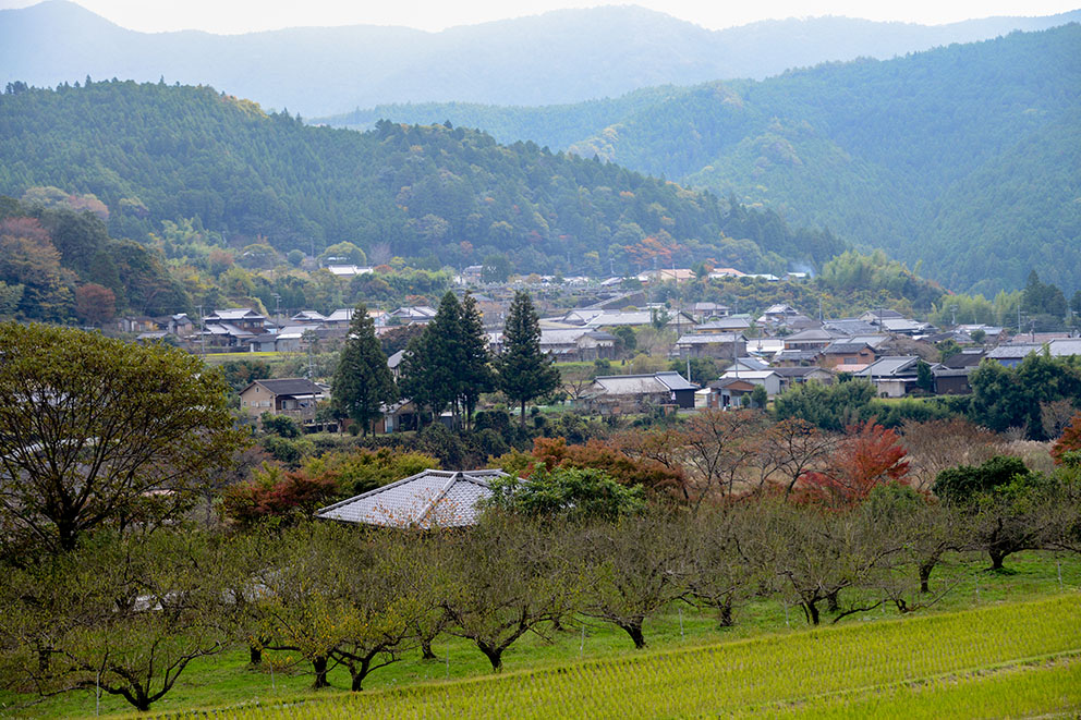 近露エリア