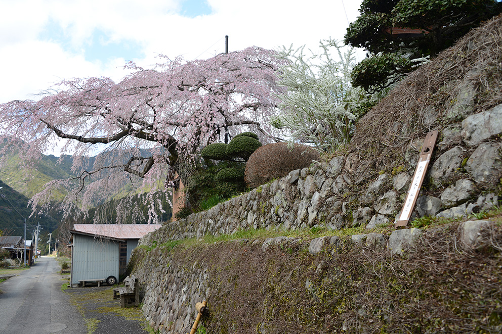 Willow cherry tree in Chikatsuyu