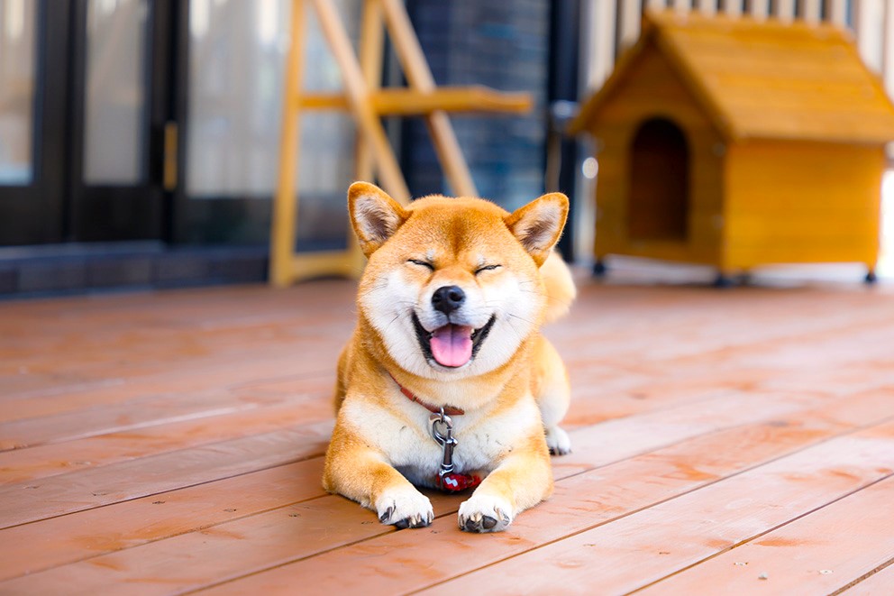 看板犬「ぴぃちゃん」