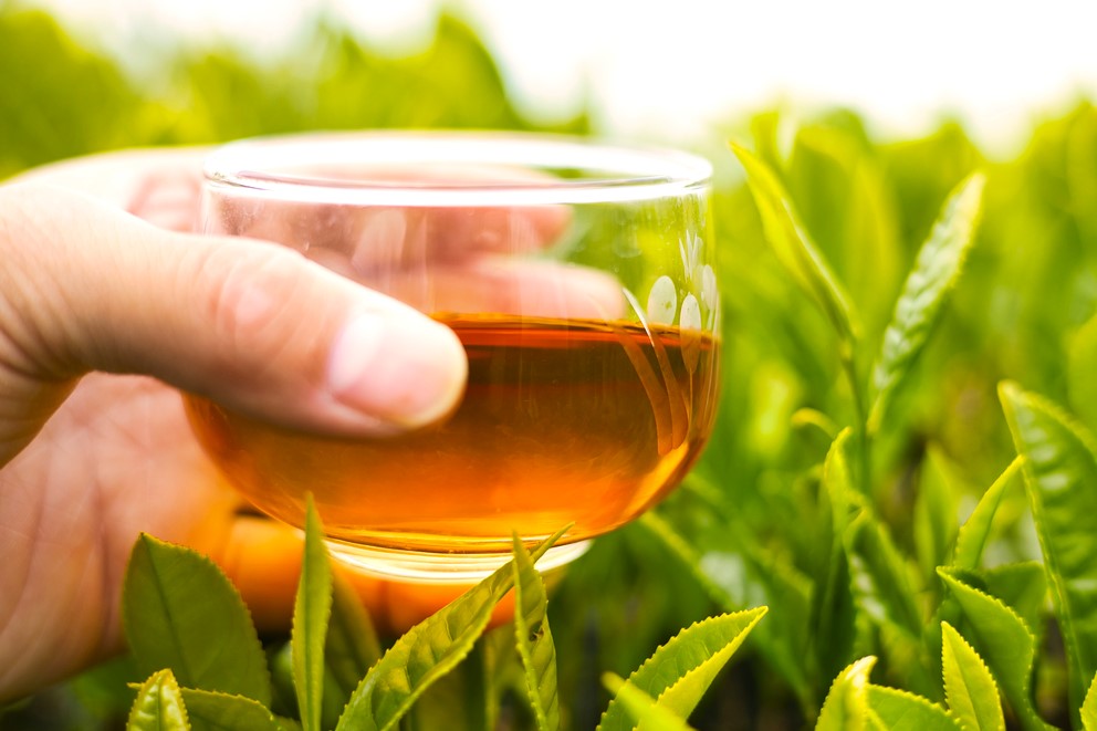 Tea Tasting Experience