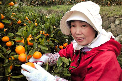 Mandarin orange harvest