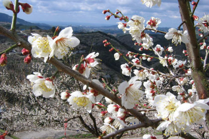 Ume blossoms