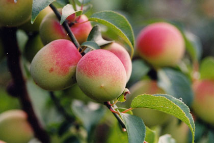 Ume fruit