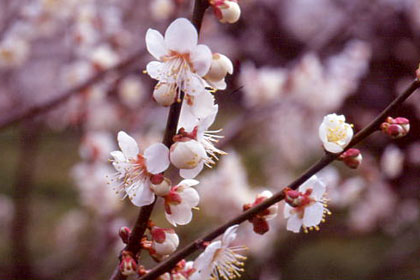 Ume blossoms