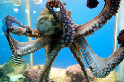 Octopus in Aquarium