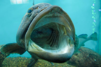 水族館の人気者