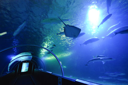 Underwater Tunnel