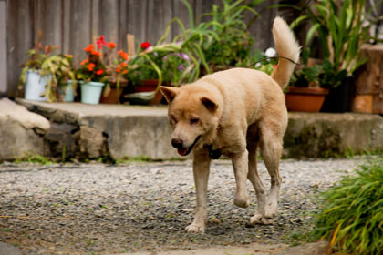 愛犬マグ