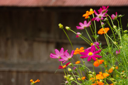 Flowes in garden