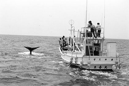 Whale watching boat