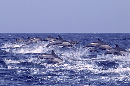 Jumping dolphins