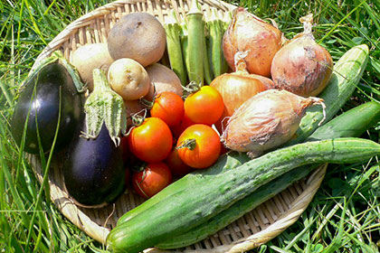 新鮮なオーガニックの野菜