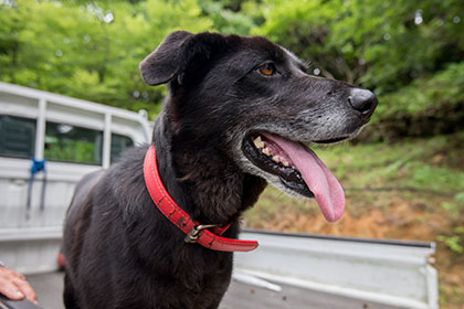 オーナーの愛犬