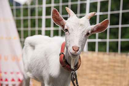 Pet goat