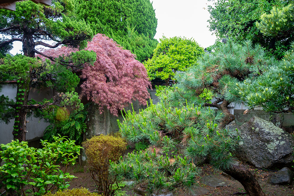 Japanese garden