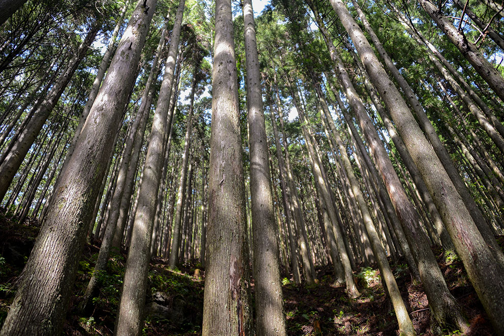 Kumano Kodo