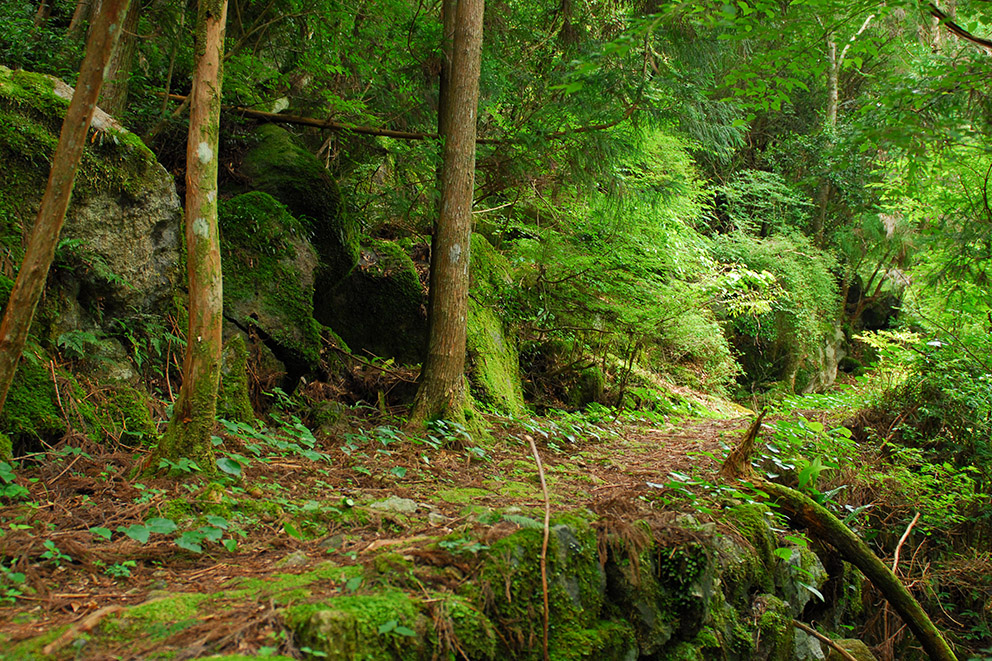 Kumano Kodo Trail