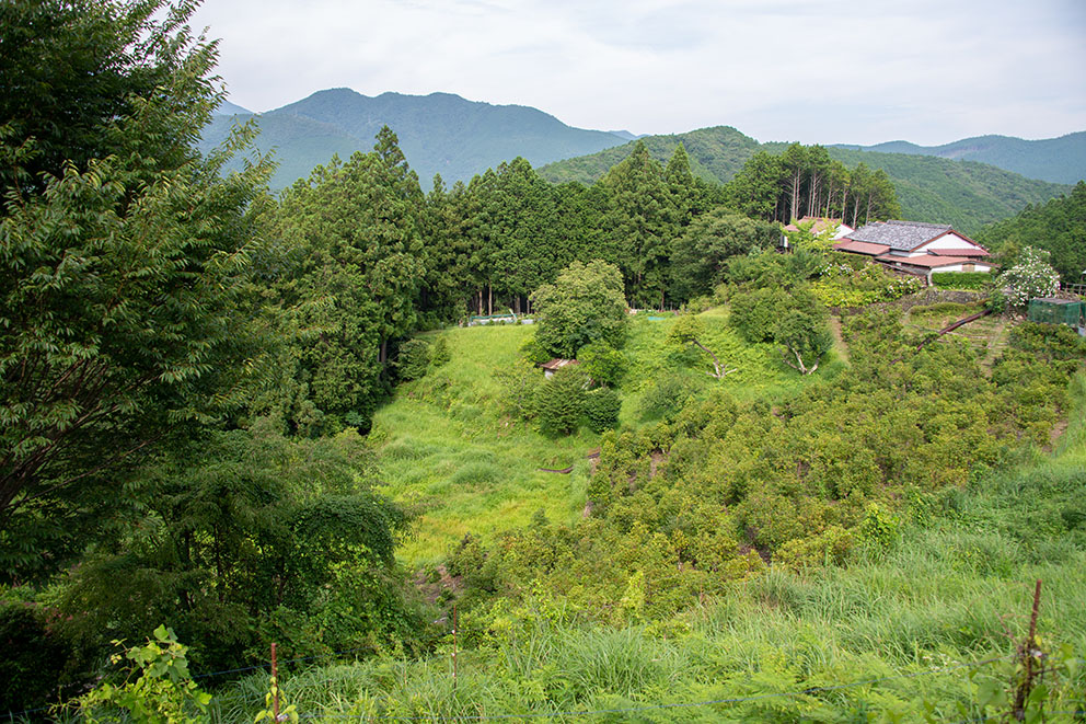 View from Cottage