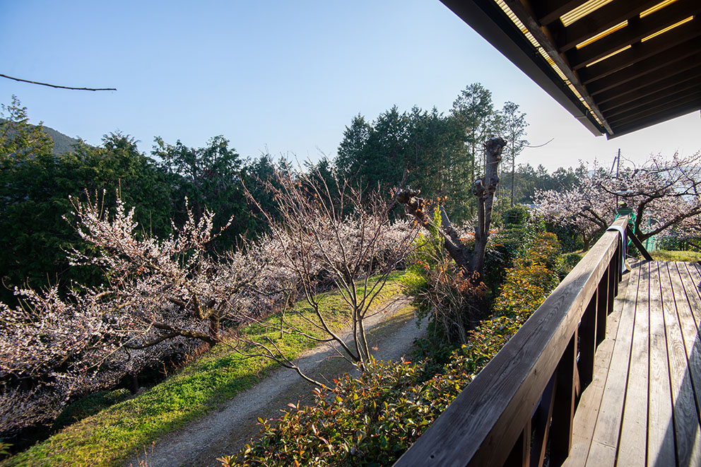 Ume trees in full bloom