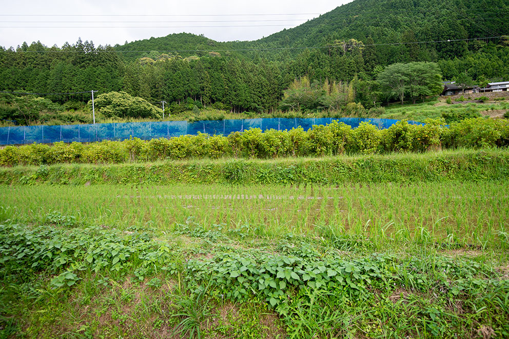 周辺の水田