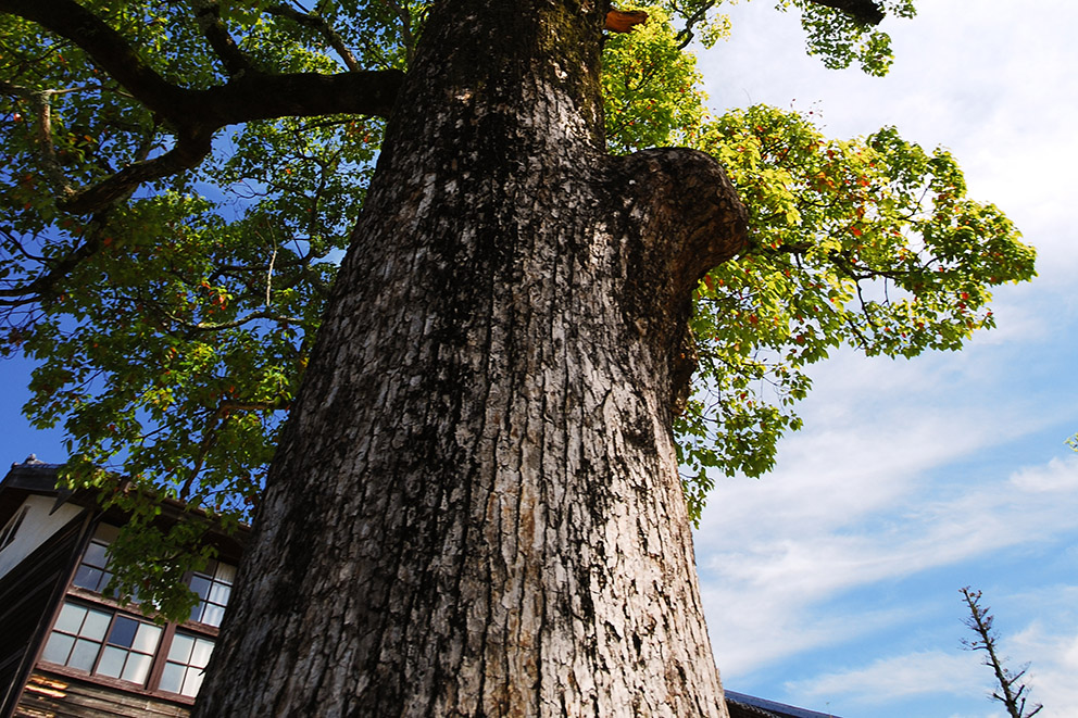 Giant tree in courtyard