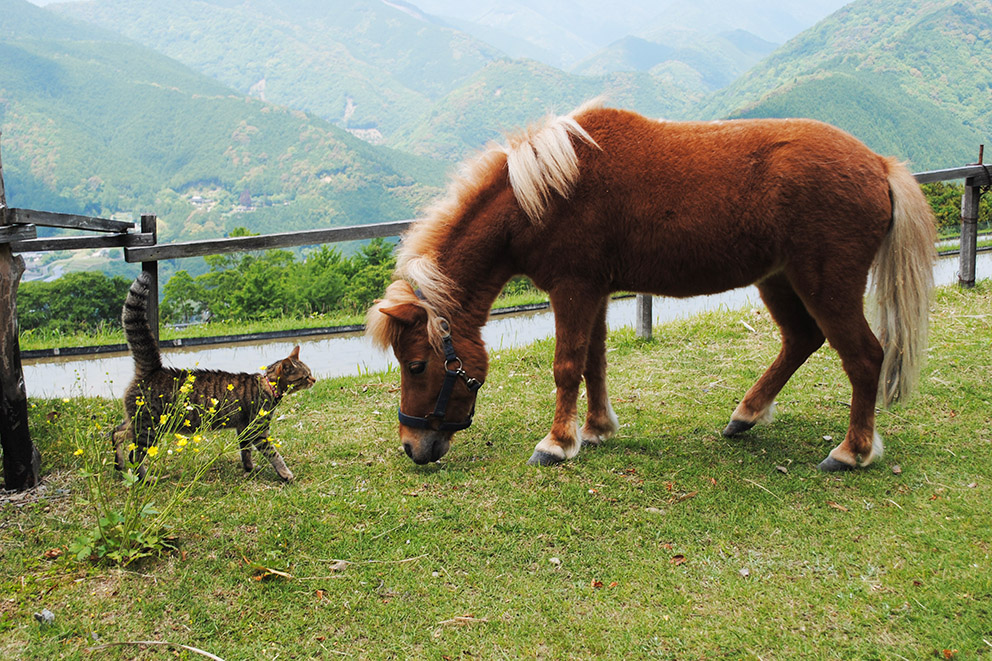 Cat meets pony